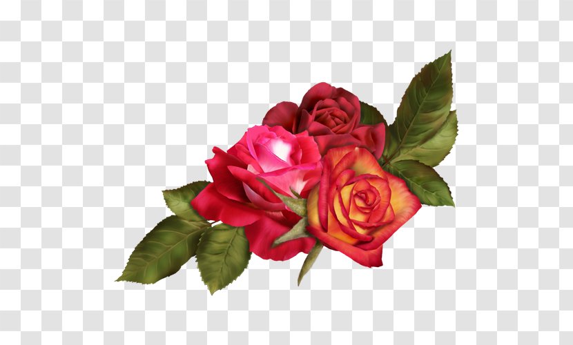 Garden Roses Cut Flowers Floral Design Flower Bouquet - Rosa Centifolia Transparent PNG