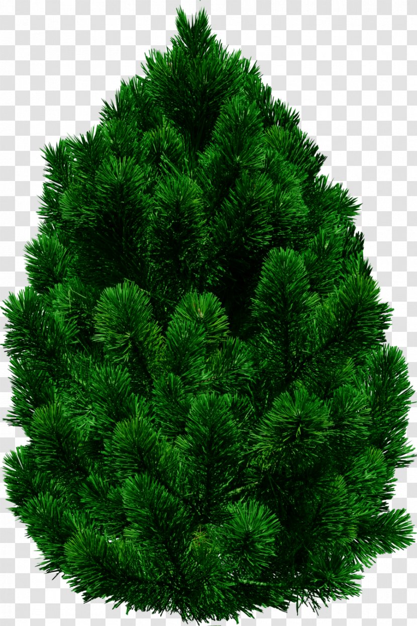 Tree Clip Art - Sticker - Fir-tree Transparent PNG