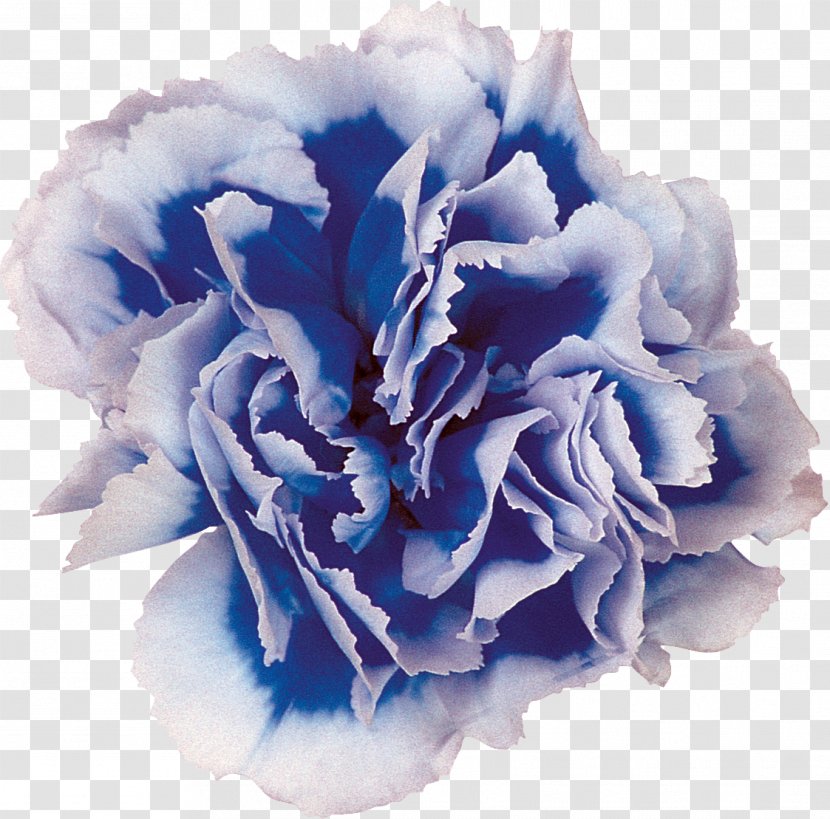Blue Cut Flowers Centifolia Roses Carnation - CARNATION Transparent PNG