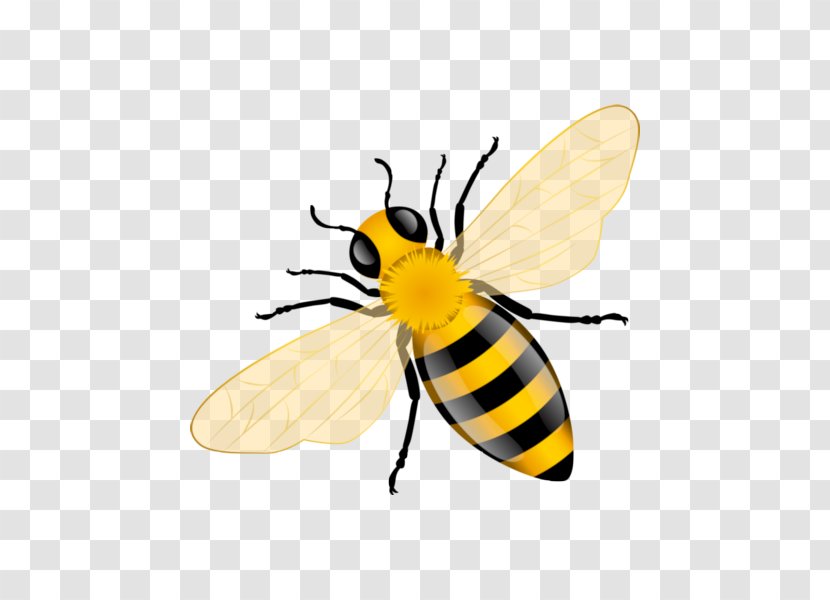 Western Honey Bee Insect - Bumblebee - Bees Transparent PNG