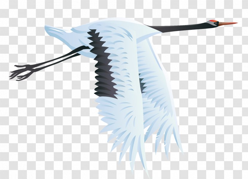 Crane Bird Columbidae Clip Art - Feather - Large Vector Clipart Transparent PNG