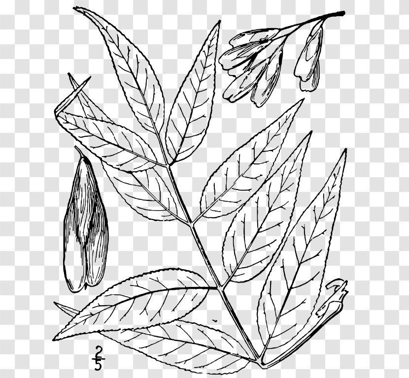 Twig Blue Ash Fraxinus Angustifolia Askur Green - Plant Stem Transparent PNG