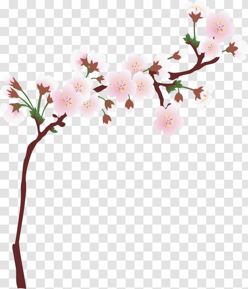 National Cherry Blossom Festival Cerasus Branch - Plant - Tree Branches Transparent PNG