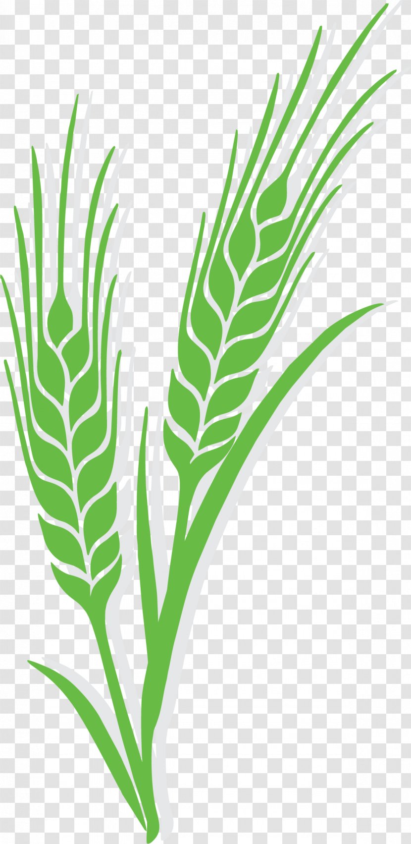 Wheat Euclidean Vector Ear Rye Barley - Plant - Green Is Ripe Rice Transparent PNG