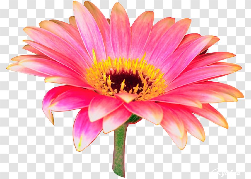 Transvaal Daisy Flower Pink Desktop Wallpaper Clip Art - Chrysanthemum - Gerbera Transparent PNG