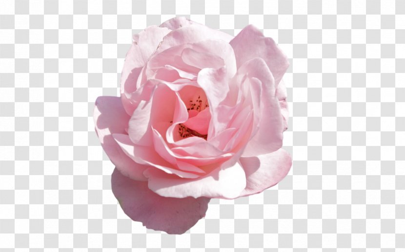 Rose Pink Flowers - Garden Roses - Flower Transparent PNG