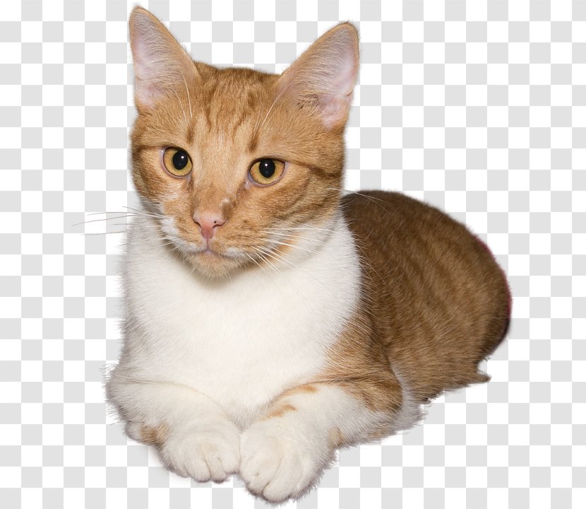 Kitten Whiskers Domestic Short-haired Cat Dog - European Shorthair Transparent PNG