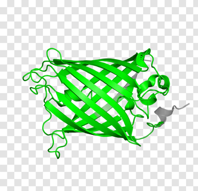 Amphibians Line Art Clip - Tree Transparent PNG