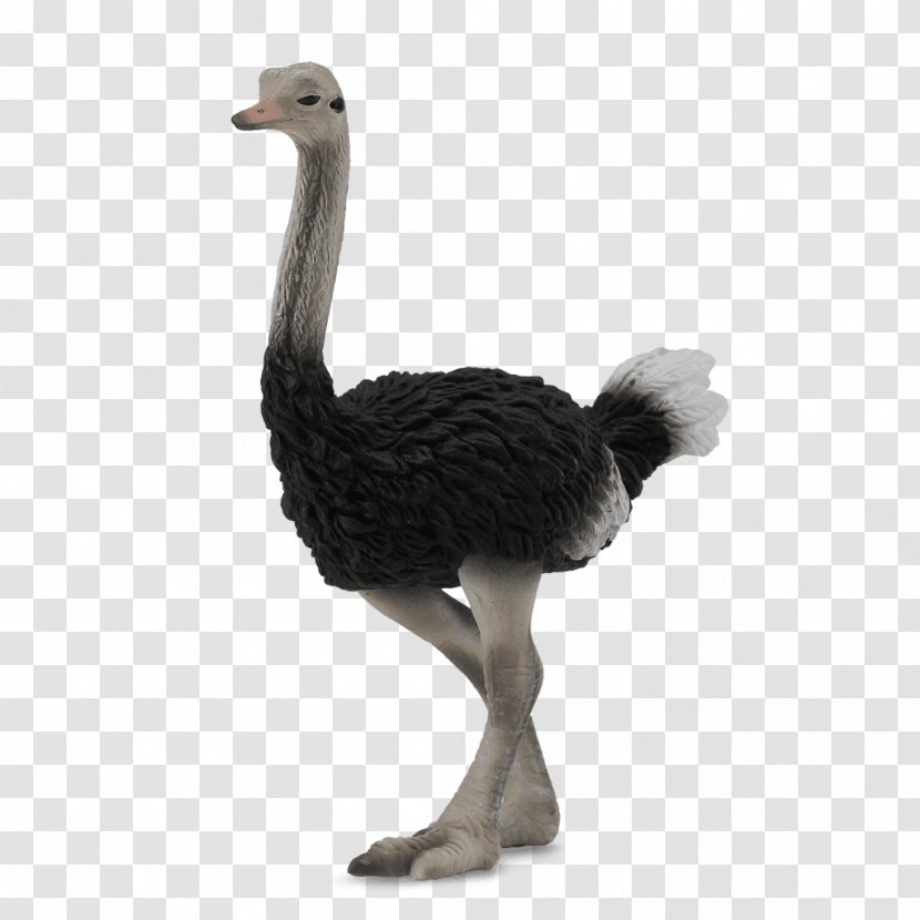 Common Ostrich Collecta Wildlife Figurine Action & Toy Figures - Safari Ltd Transparent PNG