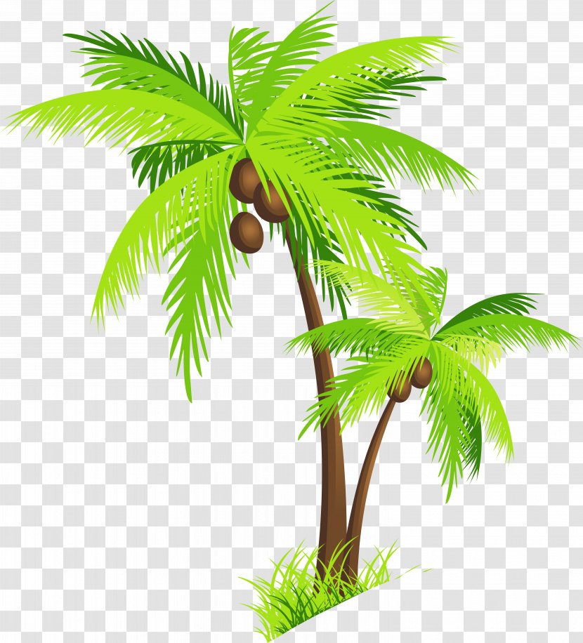 Arecaceae Coconut Clip Art - Arecales - Palm Tree With Coconuts Clipart Picture Transparent PNG