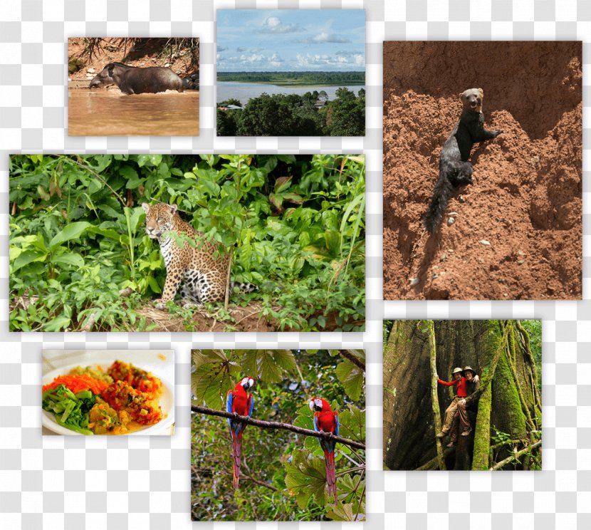 Wildlife Ecosystem Soil Fauna Grasses - Family - Amazon Forest Transparent PNG