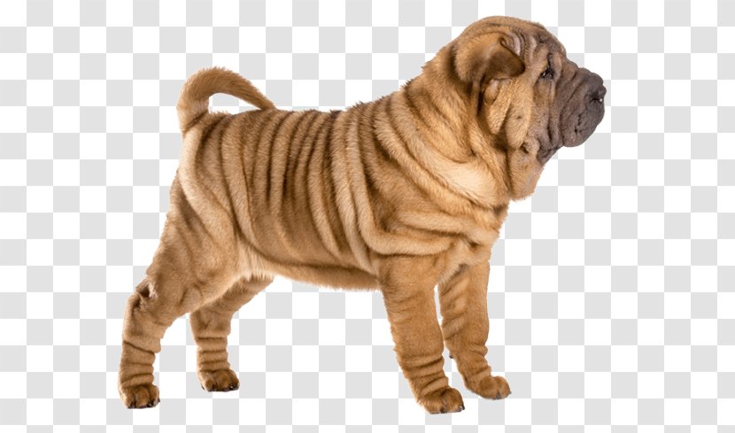 Shar Pei Ori-Pei Dog Breed Puppy Companion - Food Transparent PNG