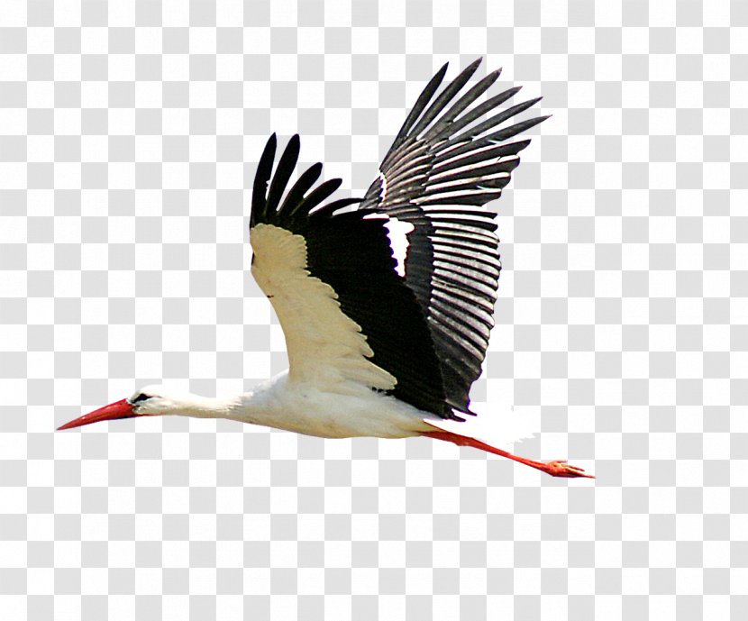 White Stork Bird Clip Art Beak - Ibis - Carrying Transparent PNG