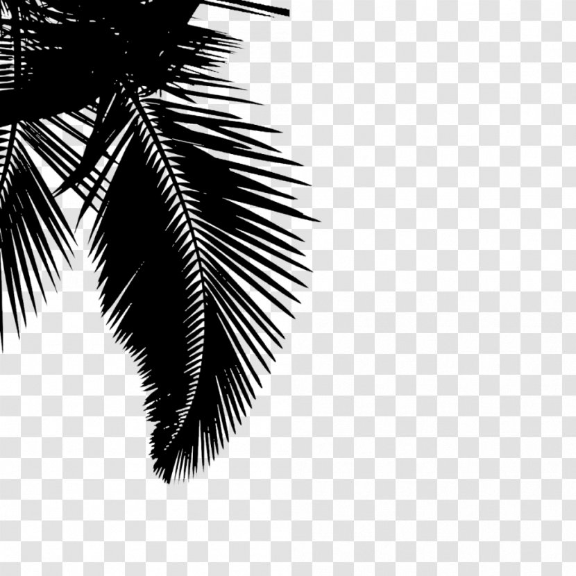 Image Photography Clip Art - Designer - Coconut Transparent PNG