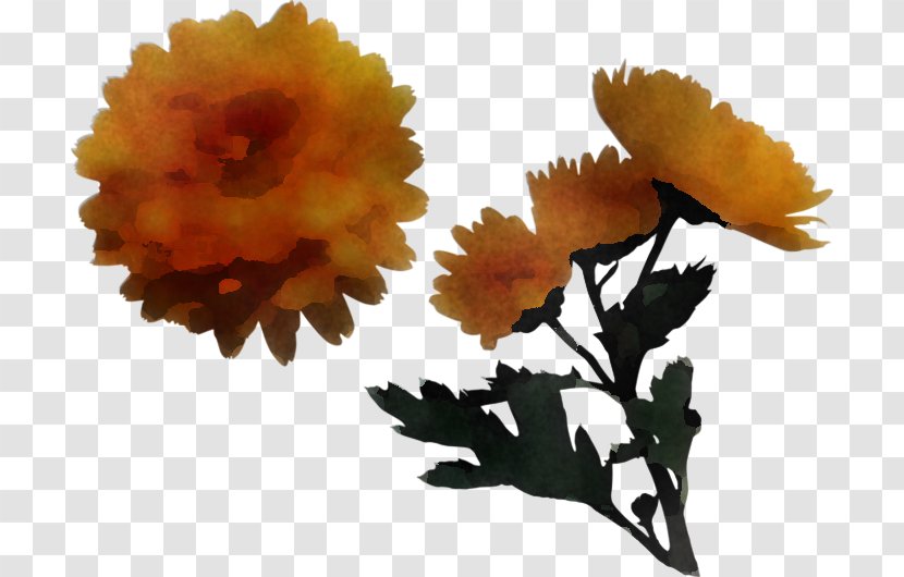 Orange - Cut Flowers - Tagetes Transparent PNG