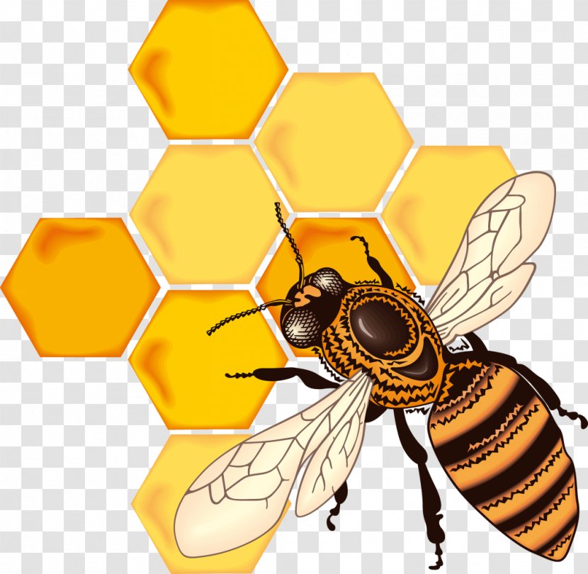 Honey Bee Honeycomb Drawing Transparent PNG