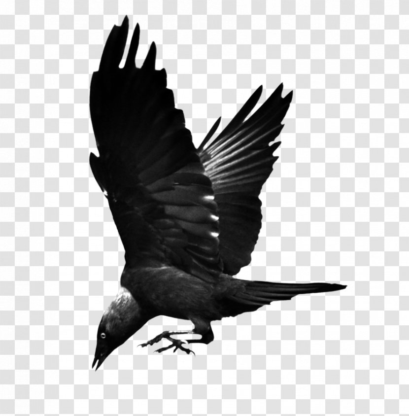 Bird Common Raven Hooded Crow Western Jackdaw - Wing - Flying Transparent PNG