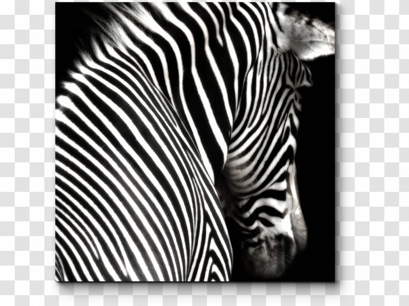 Black And White Zebra Painting Photography Transparent PNG