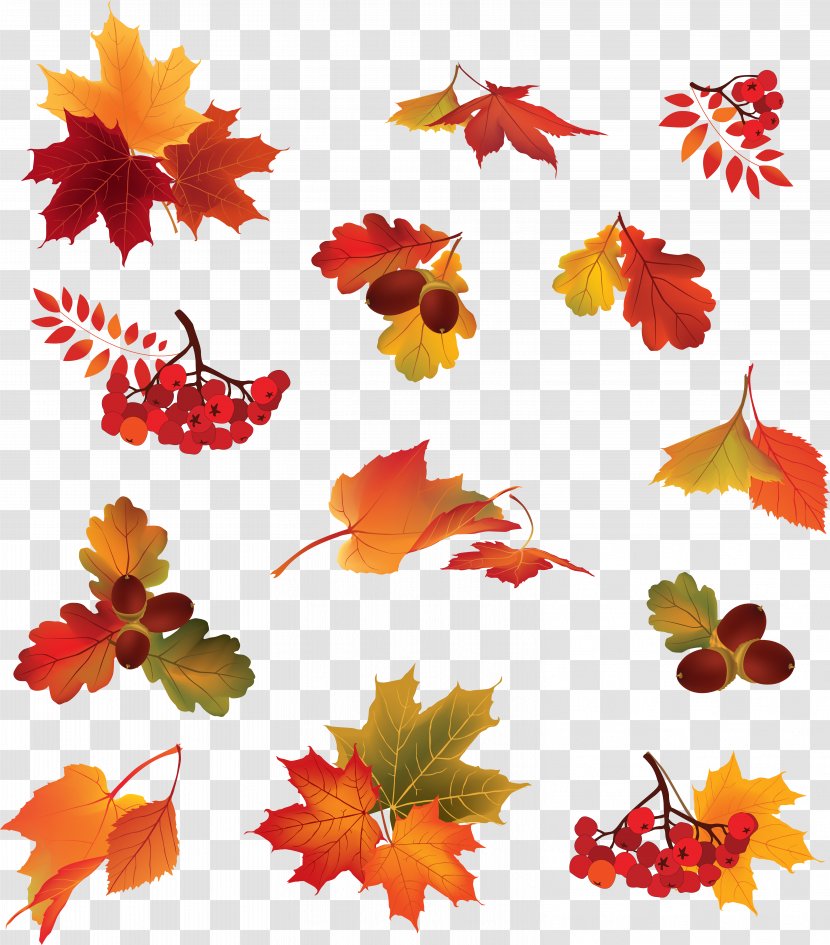Berry Autumn Leaf Color - Orange - Leaves Transparent PNG