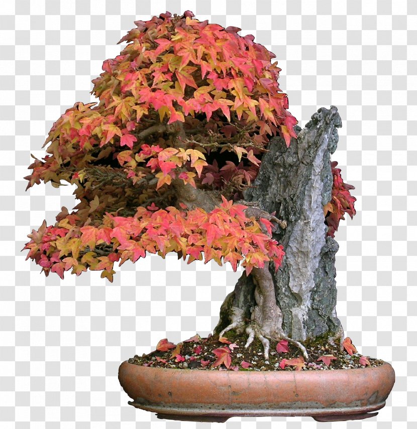 Acer Buergerianum Japanese Maple Red Bonsai Tree Transparent PNG
