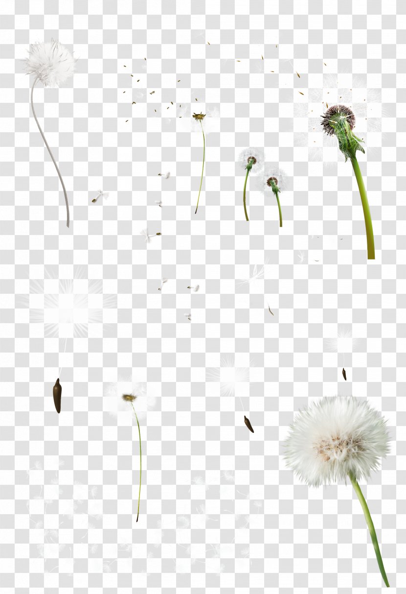 Common Dandelion Tooth Clip Art - Seeds Transparent PNG