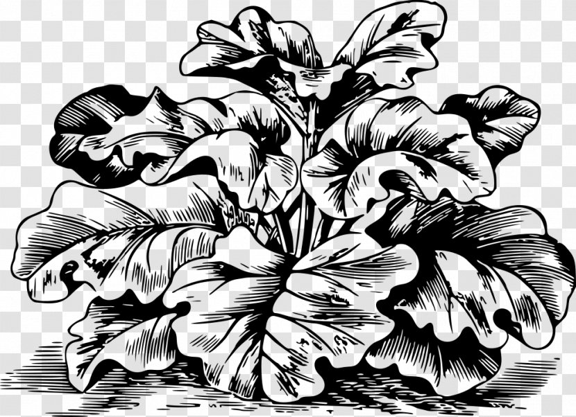Drawing Clip Art - Flowering Plant - Flower Transparent PNG