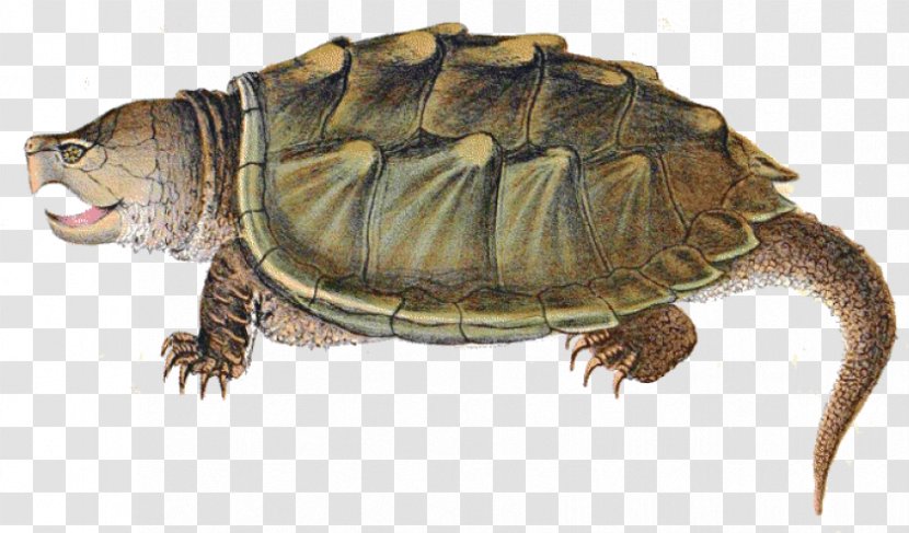 Tortoise Pond Turtle Reptile Kinosternidae - Geoemydidae Red Eared Slider Transparent PNG