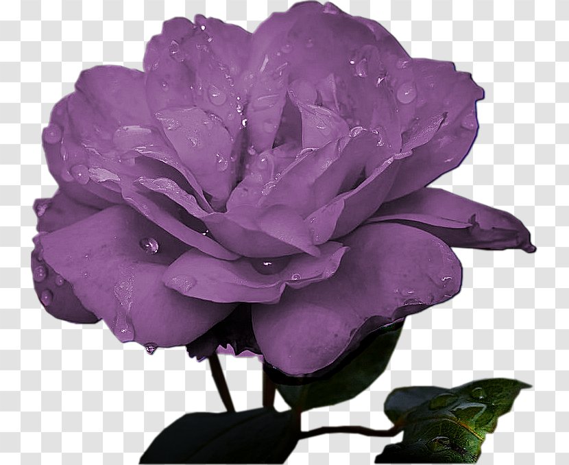 Centifolia Roses Cut Flowers .net Petal - Lilac - Flower Transparent PNG