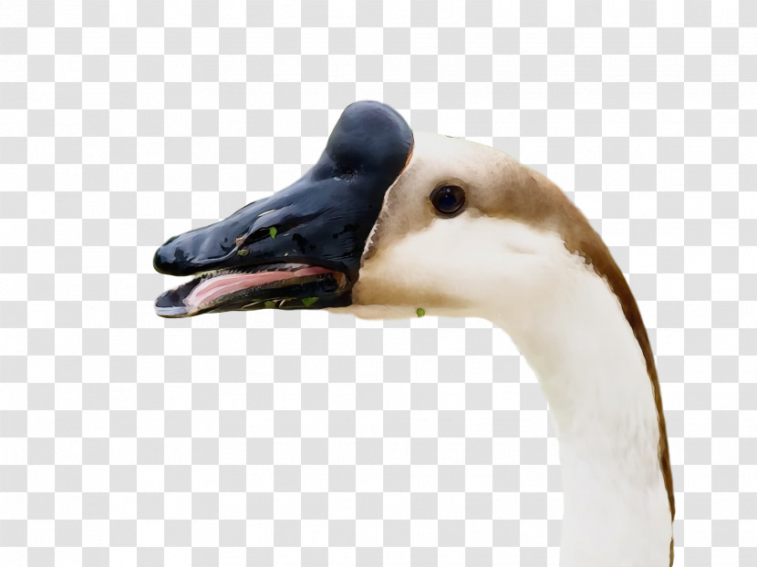 Duck Goose Swans Beak Transparent PNG