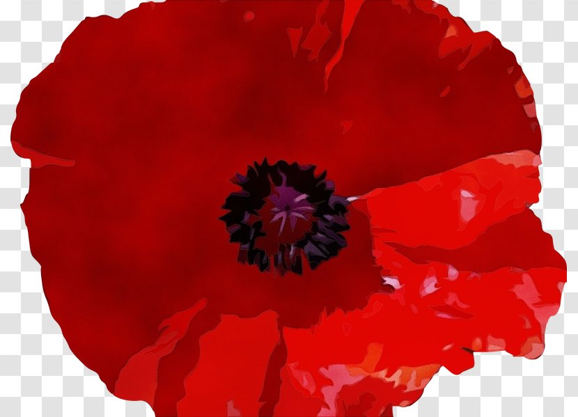 Watercolor Flower Background - Opium Poppy - Perennial Plant Wildflower Transparent PNG