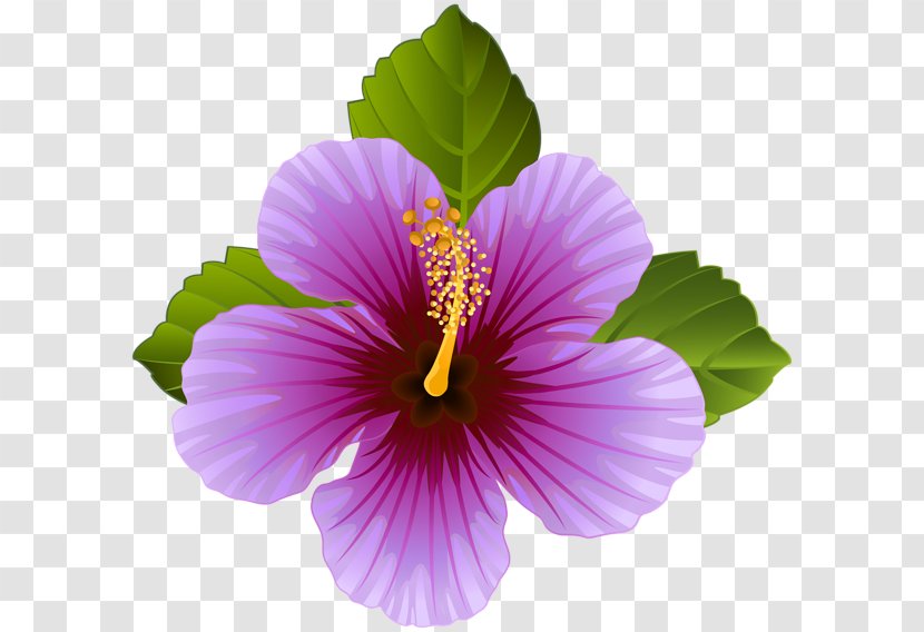 Flower Purple Violet Clip Art - Mallow Family - Flowers Transparent PNG