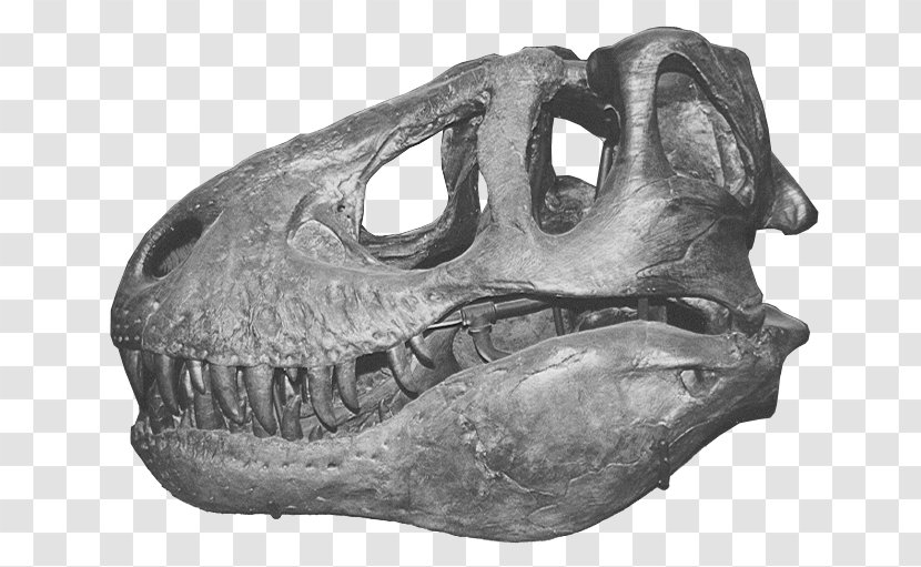 Tyrannosaurus Skull Allosaurus Triceratops Dinosaur - Transparency And Translucency Transparent PNG