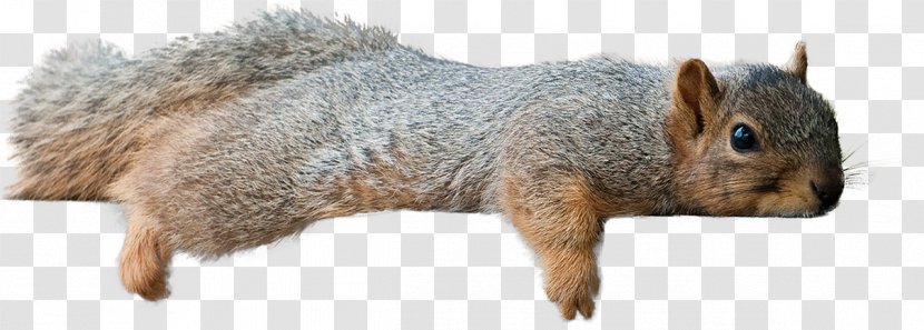 Fox Squirrel Chipmunk - Animal Figure - Laying Transparent PNG
