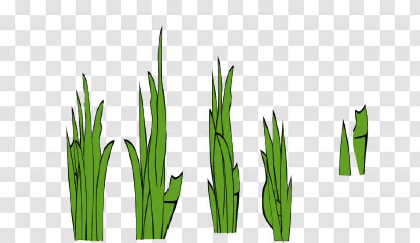 Drawing Of Family - Wheatgrass - Flower Plant Stem Transparent PNG