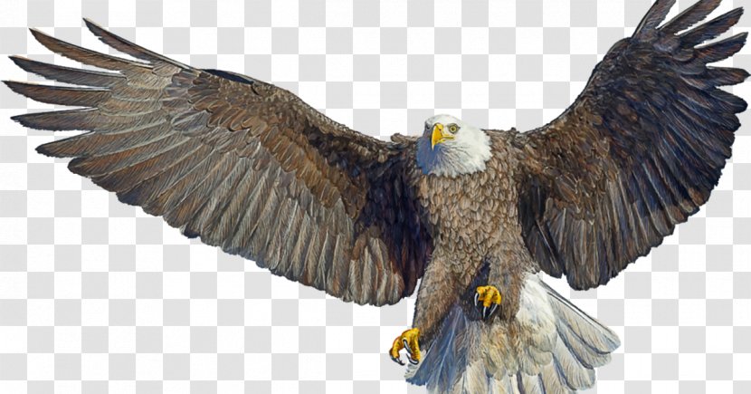 Bald Eagle Image Drawing - Bird Of Prey Transparent PNG