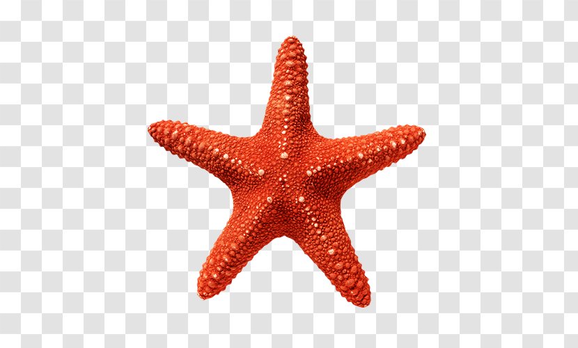 Starfish Linckia Red White Stock Photography Transparent PNG
