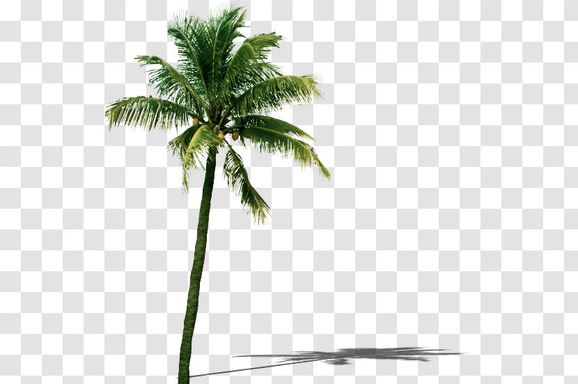 Coconut Tree Leaf - Palm Transparent PNG