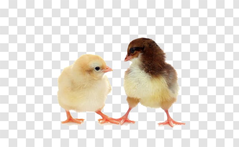 Orpington Chicken White Kifaranga Footage B-roll - Galliformes - Chick Transparent PNG
