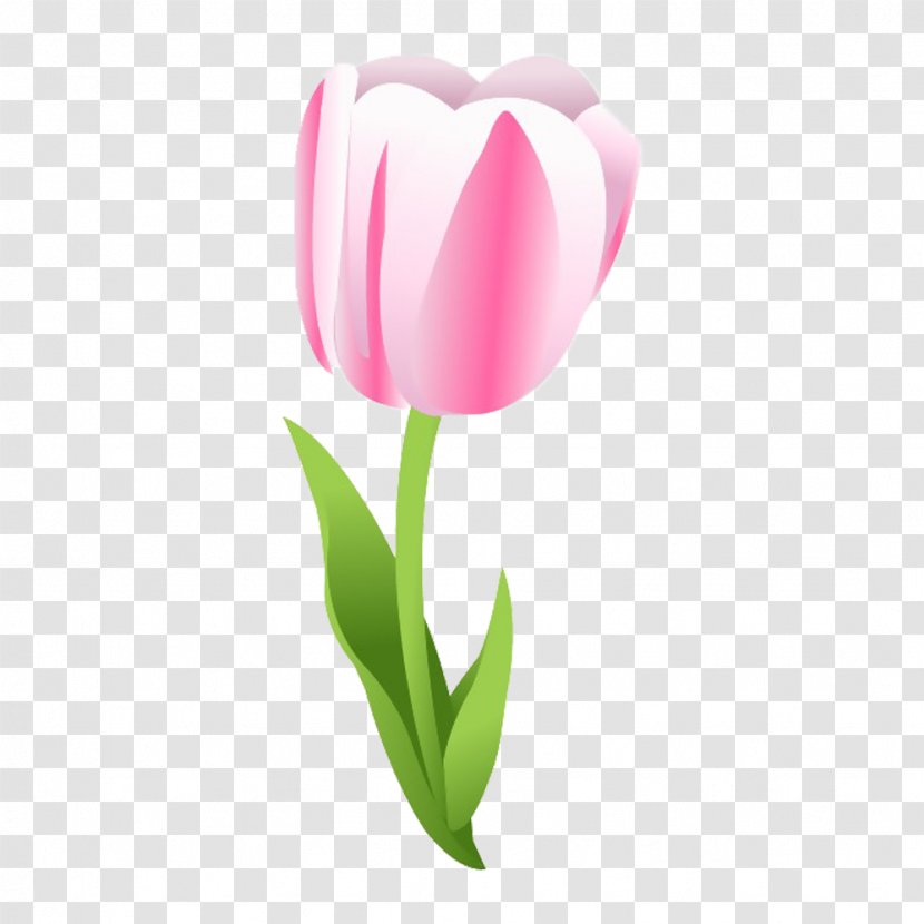 Tulip Flower - Heart - A Picture Material Transparent PNG