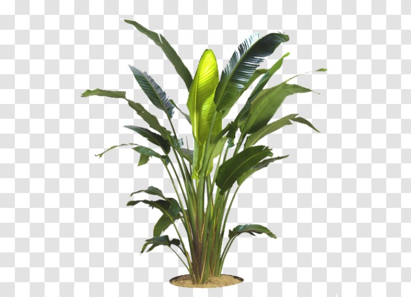 Strelitzia Nicolai Reginae Dracaena Fragrans Houseplant Areca Palm - PARADİSE Transparent PNG