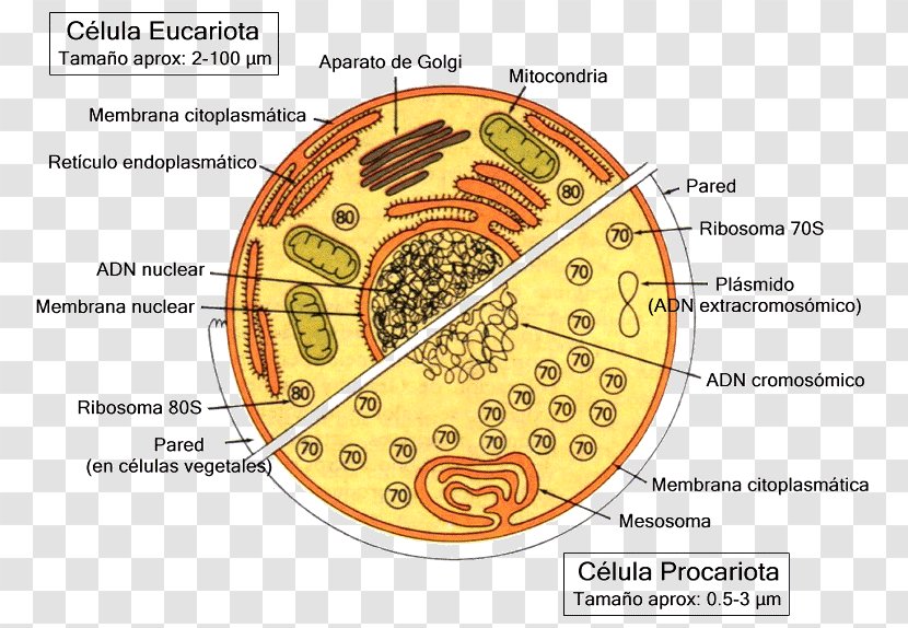 Celulă Eucariotă Cellula Procariote Unicellular Organism Prokaryote - Anatomy - Science Transparent PNG