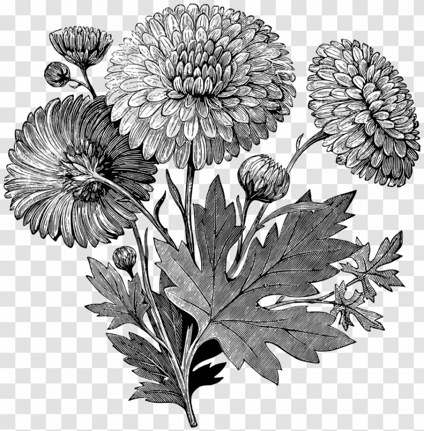 Flower Flowering Plant Black-and-white Pincushion - Great Masterwort - Dahlia Transparent PNG