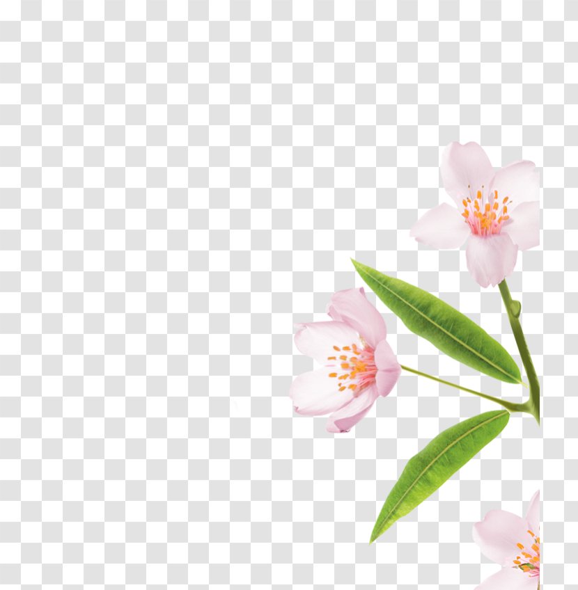 Moth Orchids Cherry Blossom Petal Pink M - Prunus Dulcis Transparent PNG