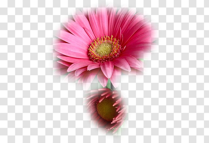 Flower Tulip Drawing Image Transvaal Daisy - Annual Plant Transparent PNG