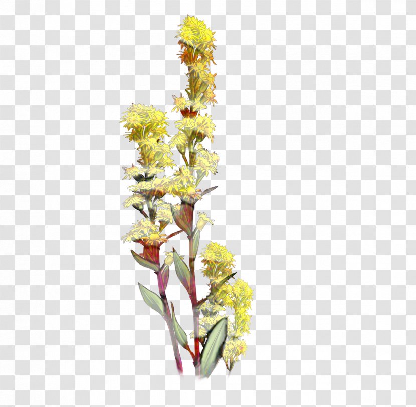 Flowers Background - Plant Stem - Broomrape Gladiolus Transparent PNG