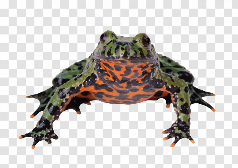 Reptile Cellular Respiration Energy Molecule - Cell - Spotted Frog Transparent PNG