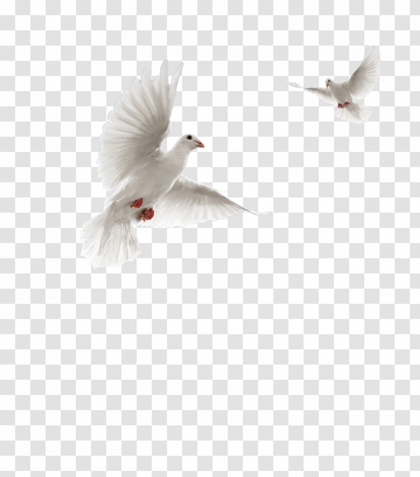 Columbidae Flight Bird Domestic Pigeon Squab - Silhouette Transparent PNG