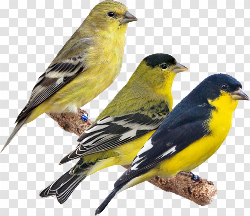 Domestic Canary American Sparrows Beak Fauna European Goldfinch - Feather Transparent PNG