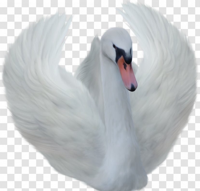 Bird Black Swan Clip Art - Water Transparent PNG