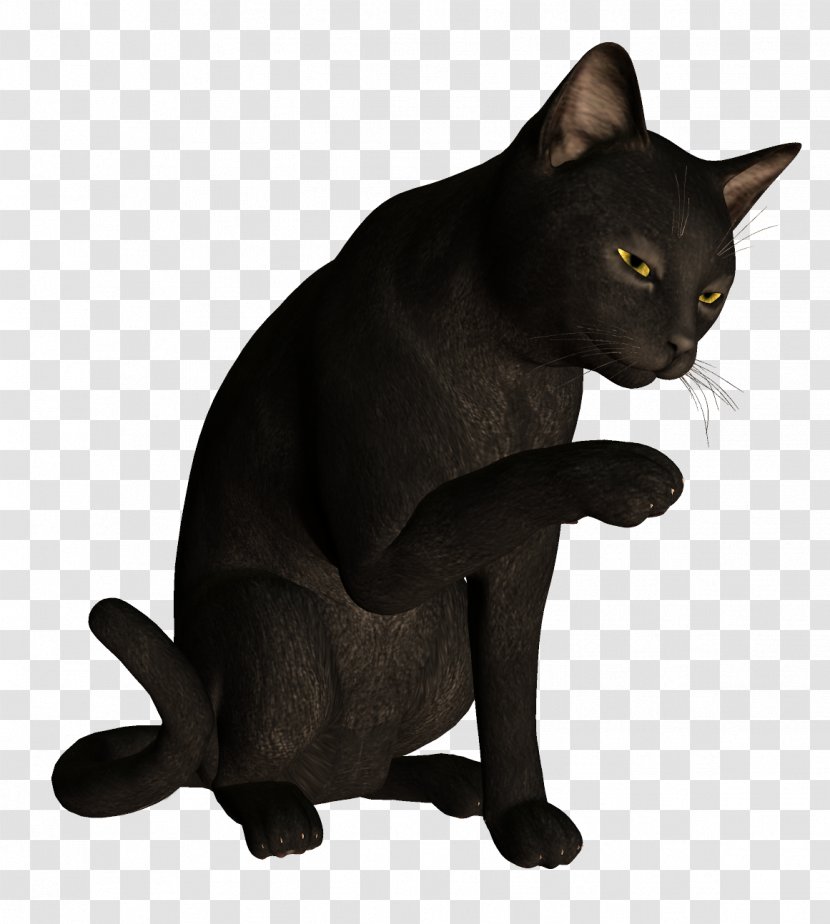 Burmese Cat Bombay Korat Havana Brown Black Transparent PNG